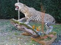 images/tassidermia-mammiferi-africa/
